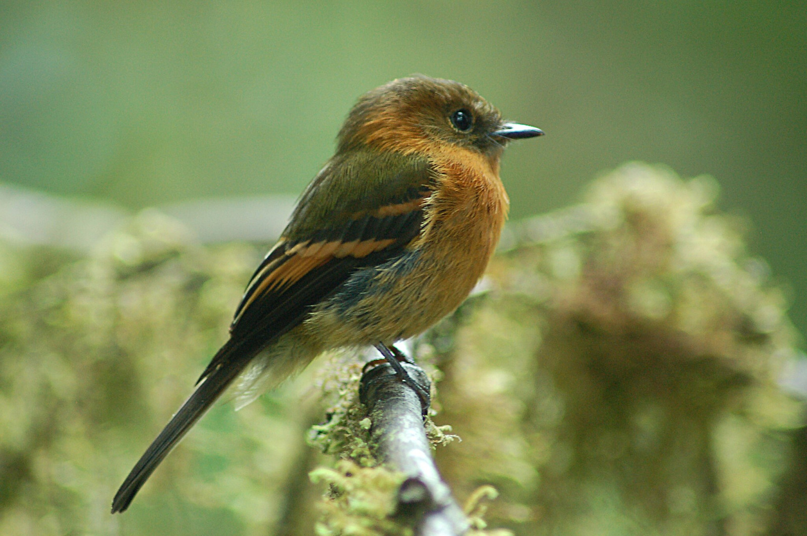 image Cinnamon Flycatcher